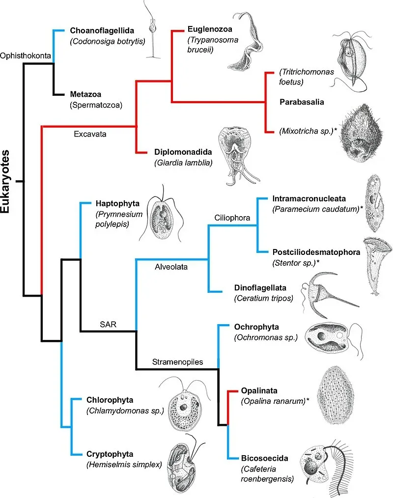 Some motile unicellular protists 