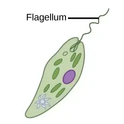 Locomotion by flagellum (on a Euglena)
