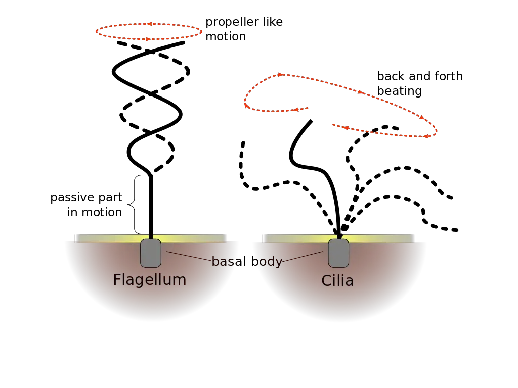 Difference of beating pattern of flagellum and cilium
