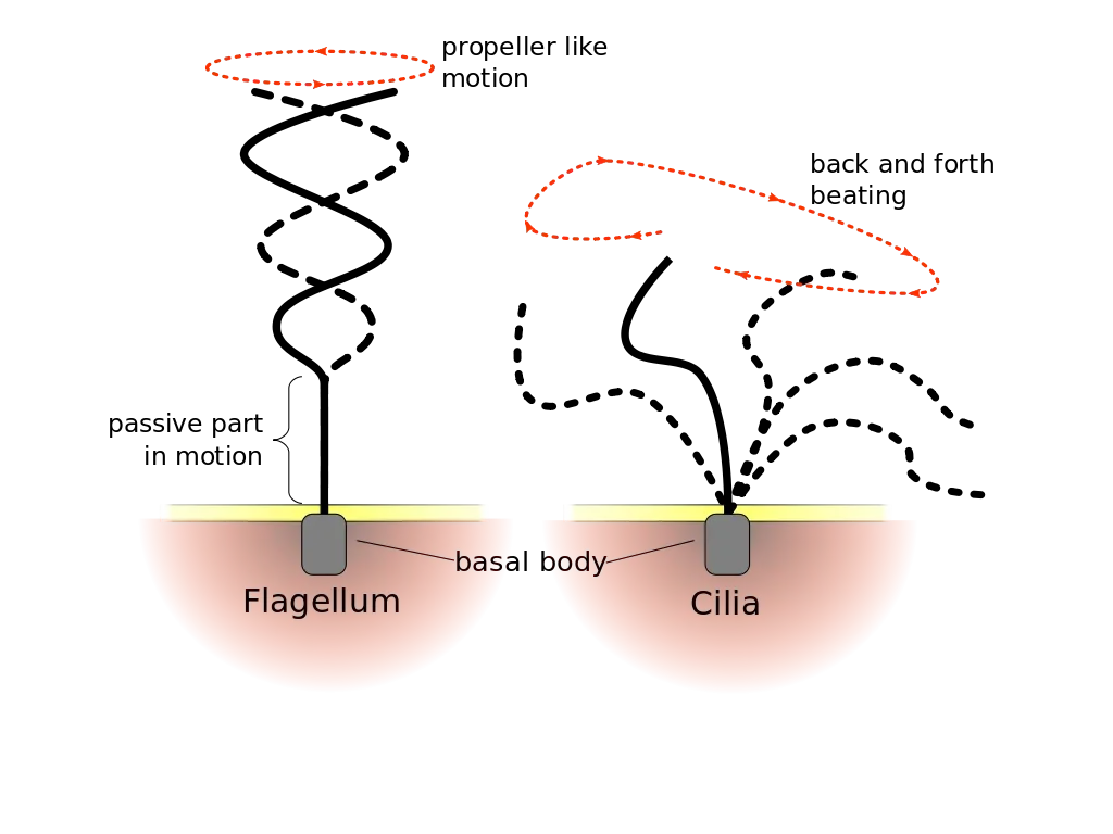 Difference of beating pattern of flagellum and cilium
