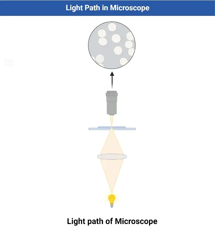 Working Mechanism of Simple Microscope
