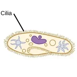 Locomotion by cilia (on a paramecium)
