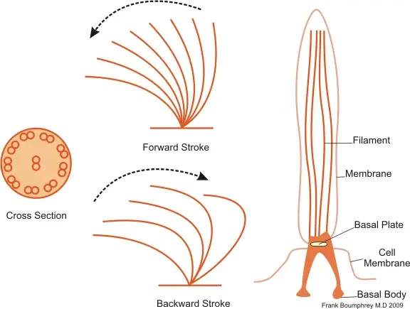 Locomotion In Protista - Definition, Organs, Locomotion Types - Biology ...