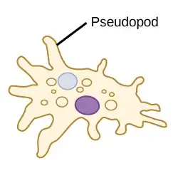 Locomotion by pseudopod (on an Amoeba)
