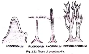 Types of Pseudopodia
