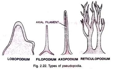 Types of Pseudopodia
