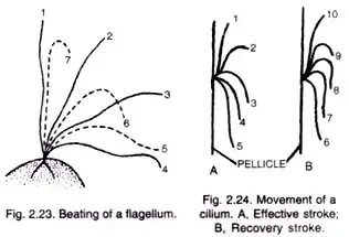 Ciliary Locomotion
