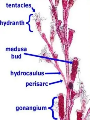 Morphology of Obelia
