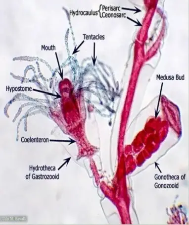 Morphology of A Gastrozooid
