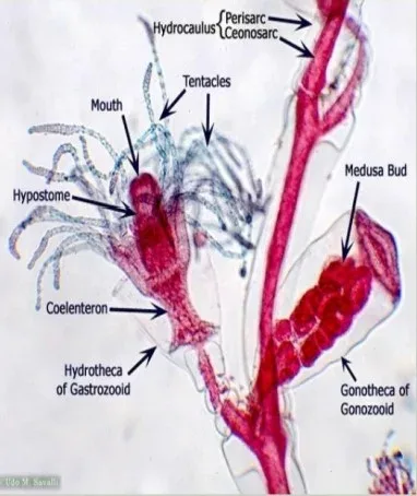 Morphology of A Gastrozooid
