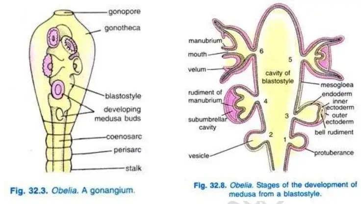 Morphology of A Gonozooid (Polyp Stage)
