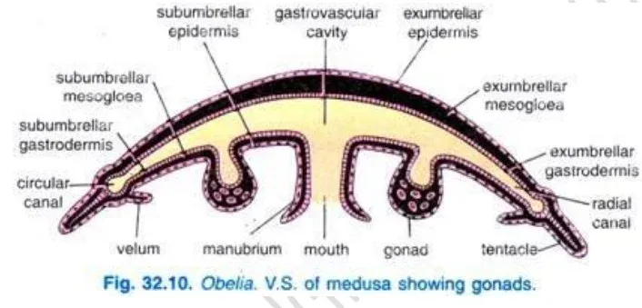 Morphology of A Medusa
