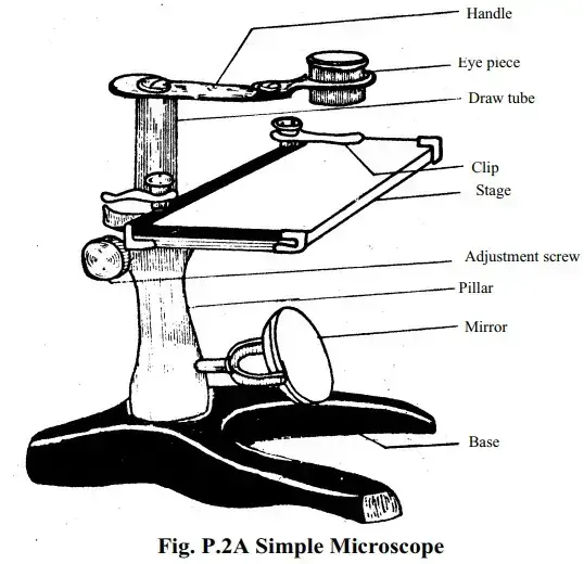 microscope simple drawing 