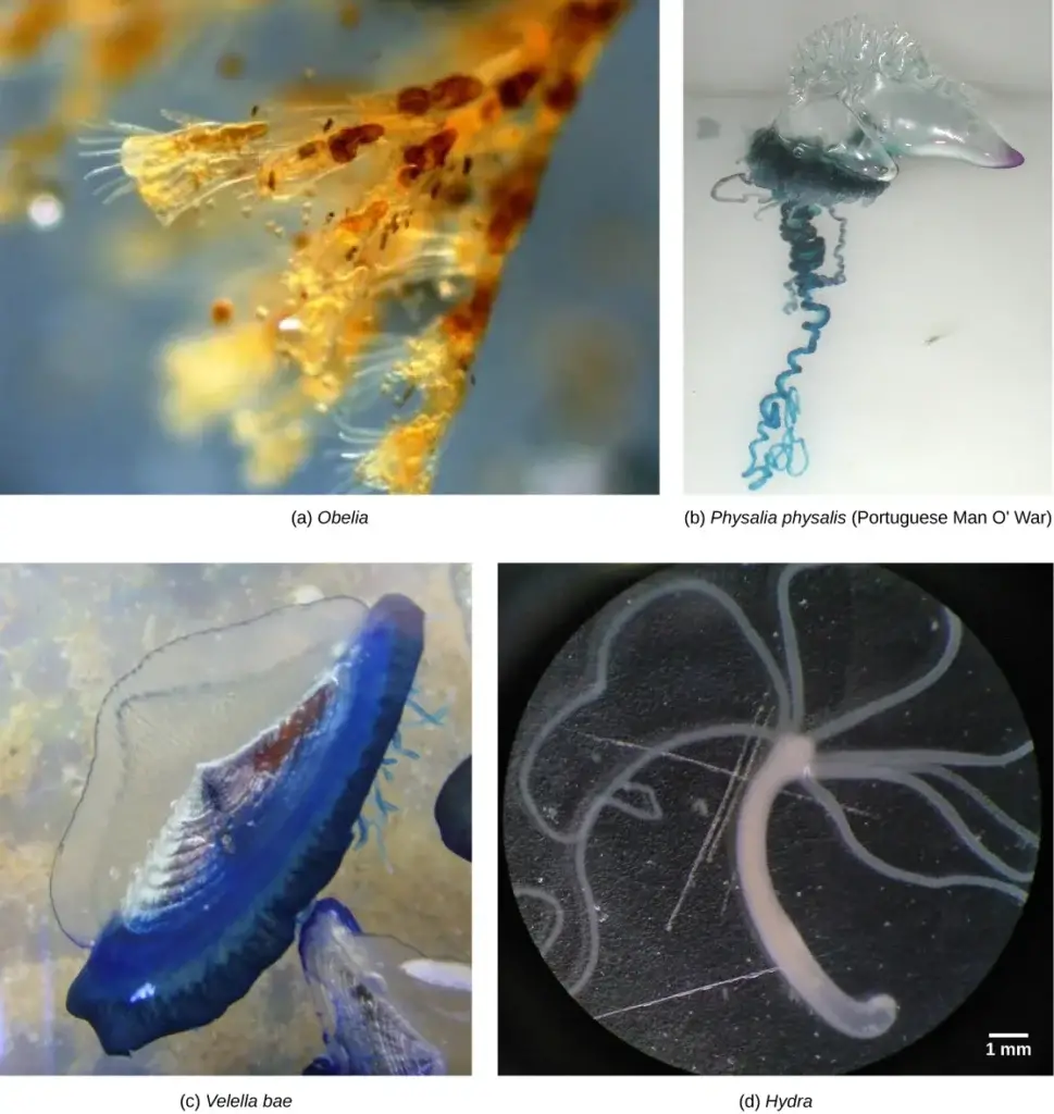 Hydrozoans. The polyp colony Obelia (a), siphonophore colonies Physalia (b) physalis, also known as the Portuguese man o’ war and Velella bae (c), and the single polyp Hydra (d) all have distinct body forms, yet they are all members of the family Hydrozoa. (credit b: adaptation of work by NOAA; scale bar data contributed by Matt Russell)
