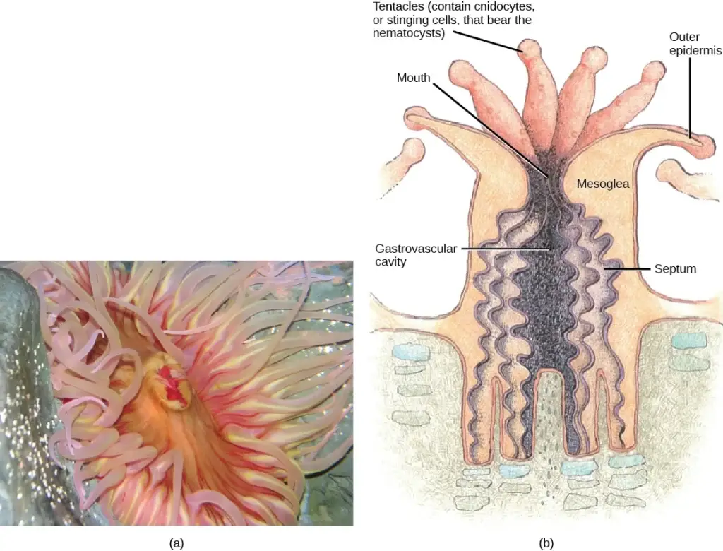 The sea anemone is shown (a) photographed and (b) in a diagram illustrating its morphology. 