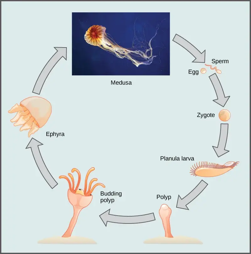 Scyphozoan life cycle. The lifecycle of most jellyfish includes two stages: the medusa stage and the polyp stage. The polyp reproduces asexually by budding, and the medusa reproduces sexually. 