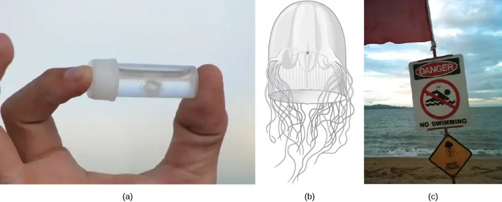 The (a) tiny cubazoan jelly Malo kingi is thimble shaped and, like all cubozoan jellies, (b) has four muscular pedalia to which the tentacles attach. M. kingi is one of two species of jellies known to cause Irukandji syndrome, a condition characterized by excruciating muscle pain, vomiting, increased heart rate, and psychological symptoms. Two people in Australia, where Irukandji jellies are most commonly found, are believed to have died from Irukandji stings. (c) A sign on a beach in northern Australia warns swimmers of the danger.