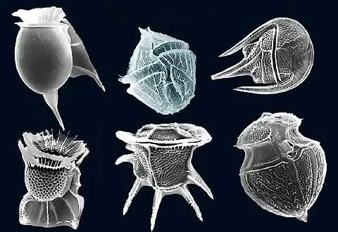 Dinoflagellate