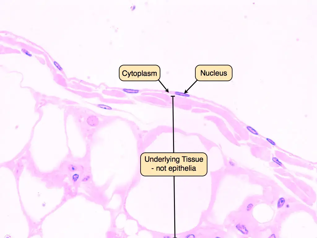 Simple squamous epithelium under microscope
