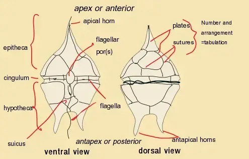 Dinoflagellate anatomy
