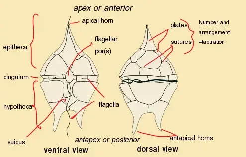 Dinoflagellate anatomy
