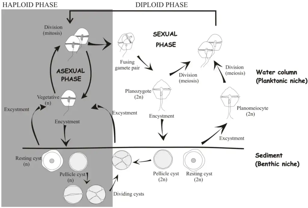 The life cycle of dinoflagellates
