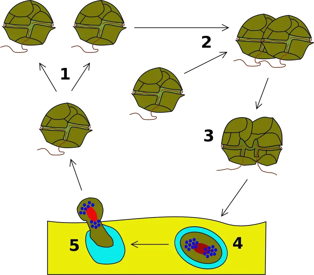 Dinoflagellata life cycle: 1-mitosis, 2-sexual reproduction, 3-planozygote, 4-hypnozygote, 5-planomeiocyte
