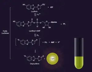 Hybridization Probes – definition, uses, Preparation, Types.