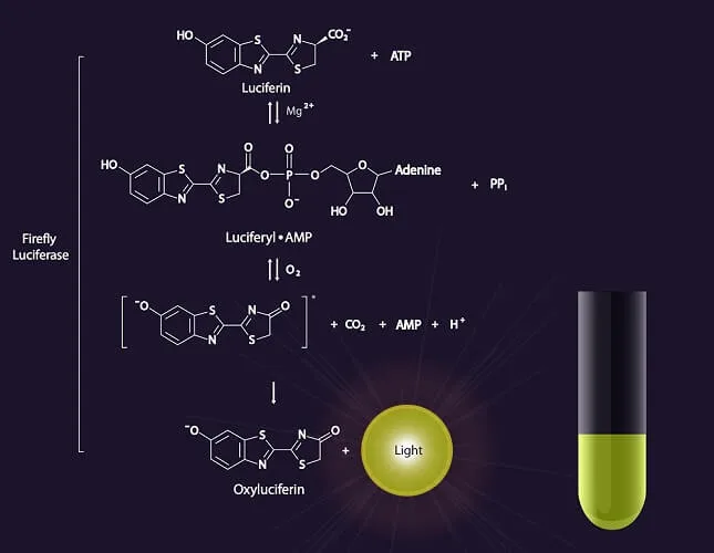 The firefly (ATP-dependent) lucifer-luciferinase reaction
