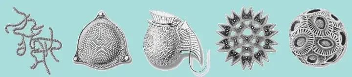 Some types of phytoplankton (not to scale) Left to right: cyanobacteria, diatom, dinoflagellate, green algae and coccolithophore