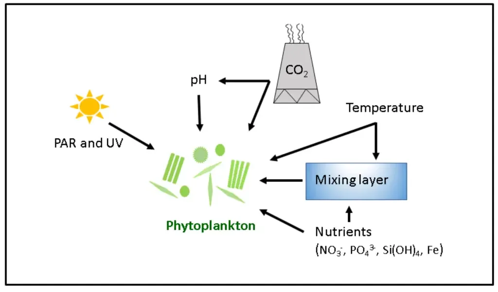 Environmental factors that affect phytoplankton productivity