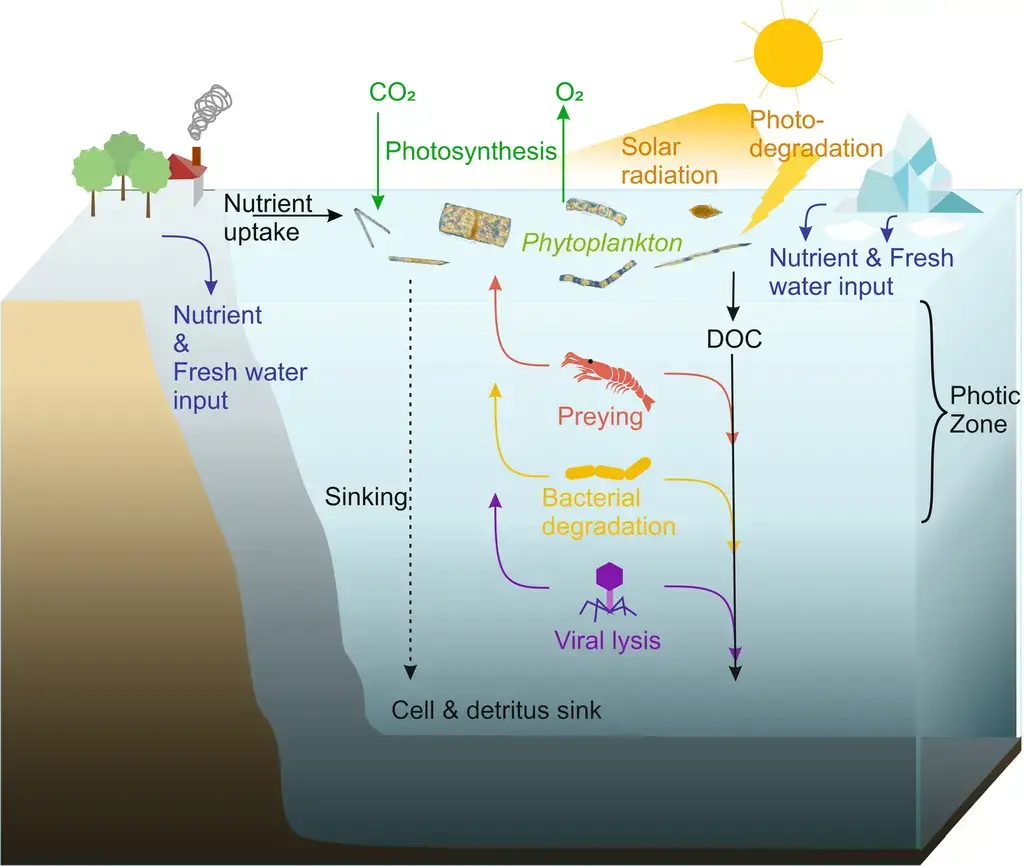 Cycling of marine phytoplankton