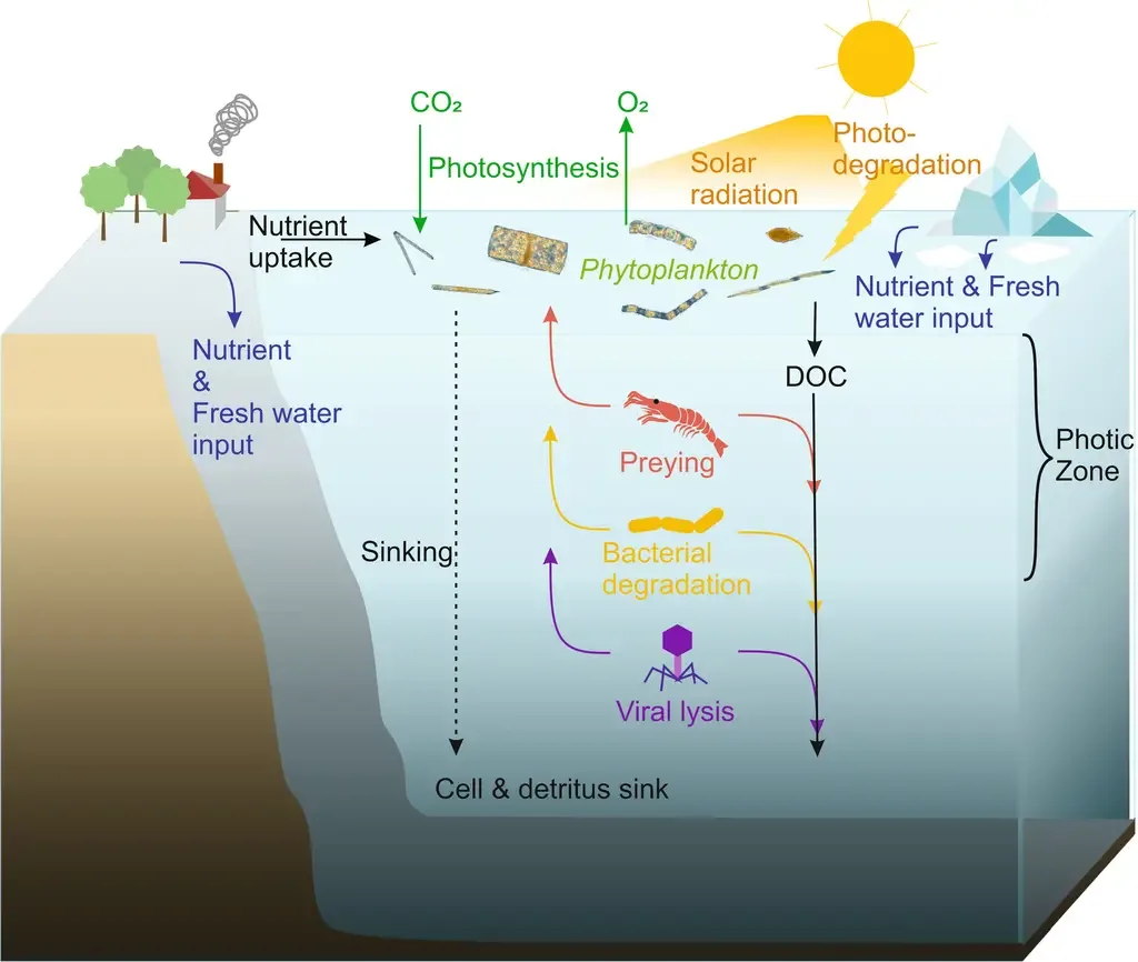 Cycling of marine phytoplankton