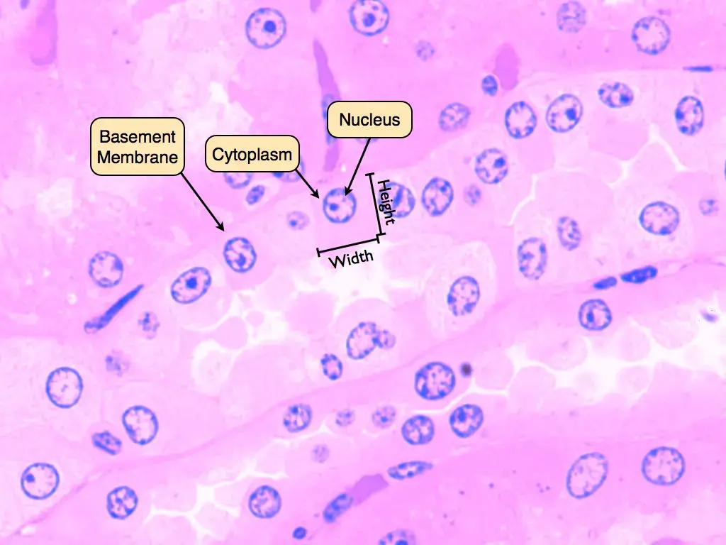 Simple cuboidal epithelium under microscope
