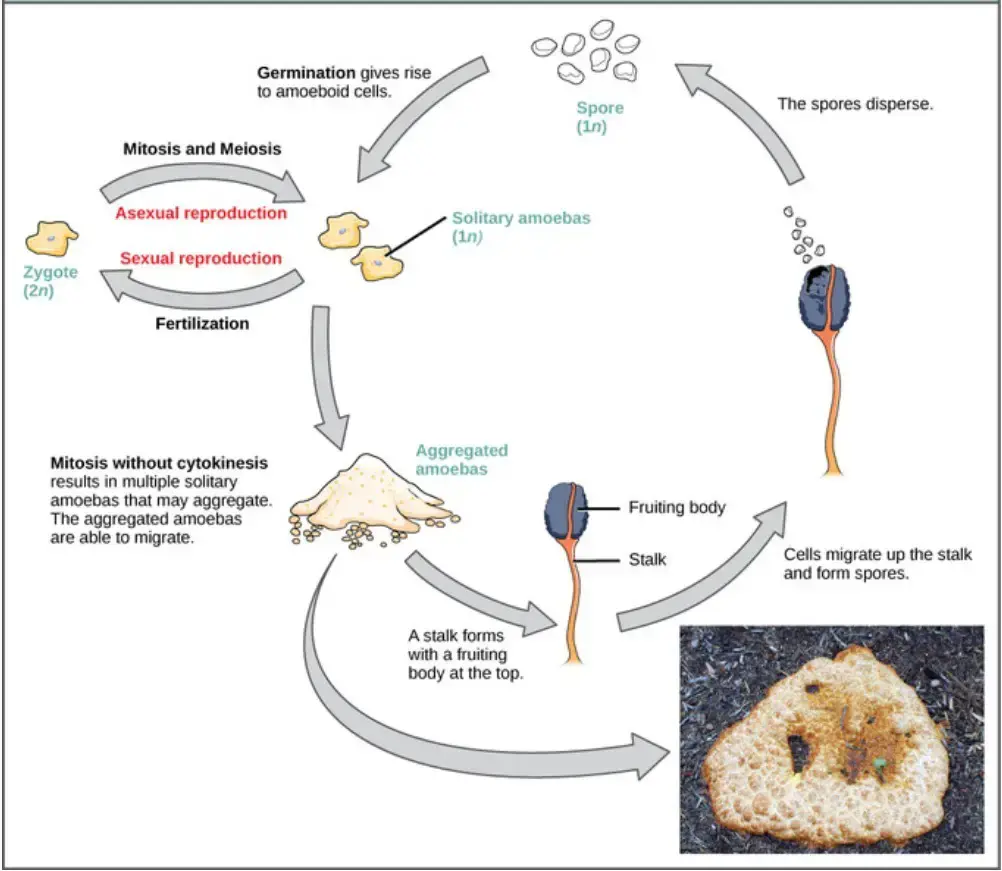 Cellular slime molds life cycle. 