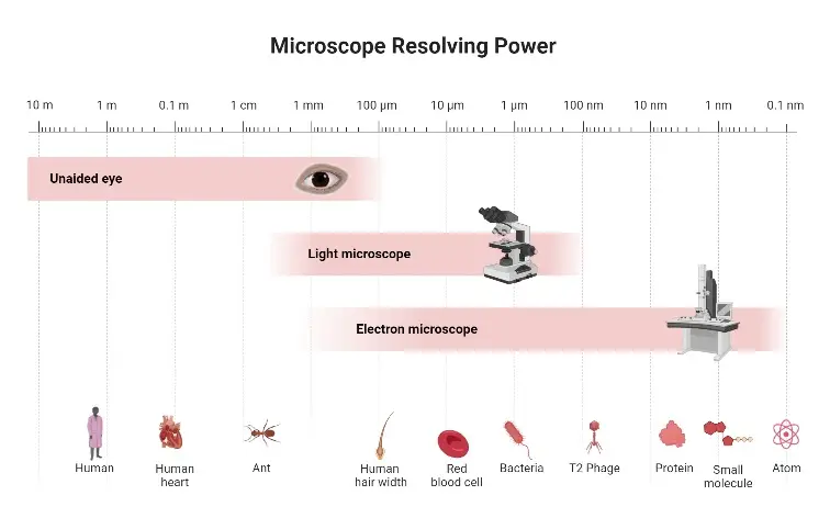 What are Microscopes?
