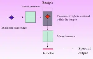 IMViC test procedure, Purpose, Result, and Organism List.