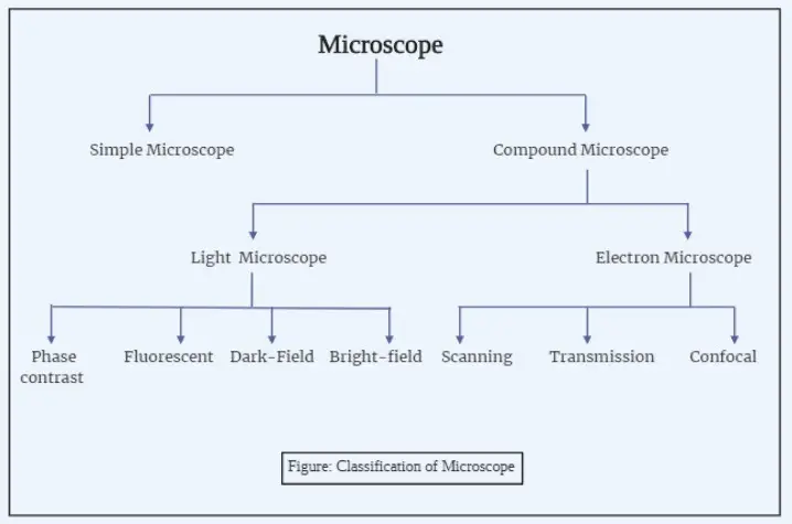 Types of Microscopes With Definitions, Principle, Uses, Labeled ...