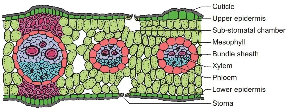 T.S. of a monocot leaf (grass).