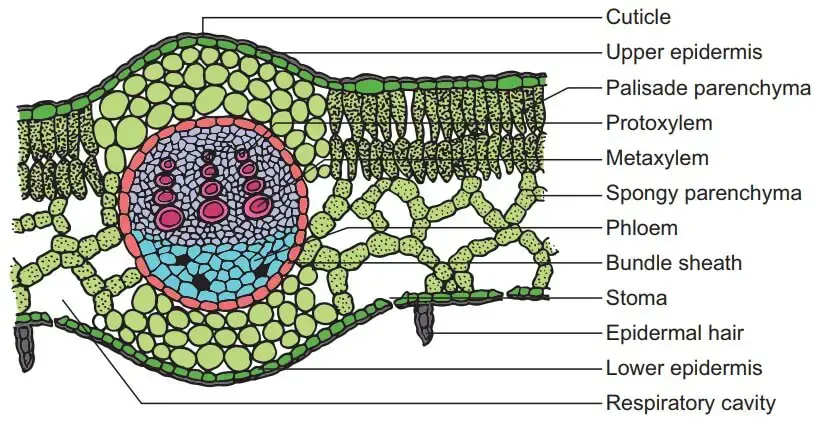 T.S. of a dicot leaf (sun-flower). 