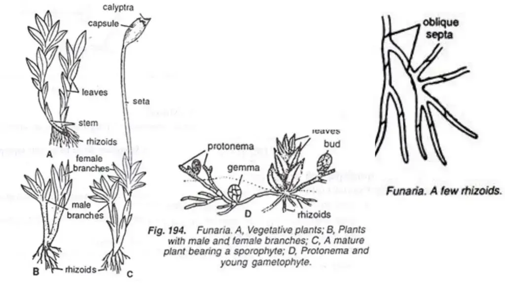 Characteristics of Funaria
