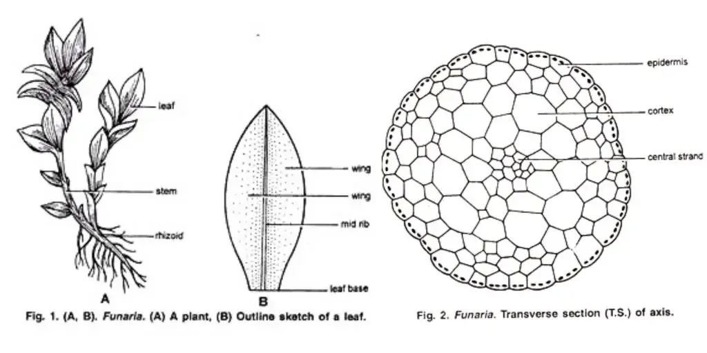 Funaria - Structure, Characteristics, Reproduction 2 External Features of Funaria