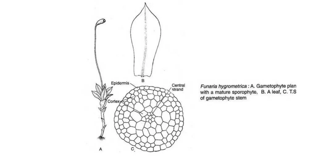 Funaria - Structure, Characteristics, Reproduction 3 Structure of Funaria (With Diagram)
