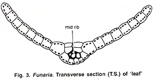 Funaria - Structure, Characteristics, Reproduction 4 Leaf