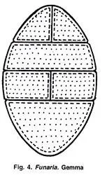 Funaria - Structure, Characteristics, Reproduction 5 Gemmae