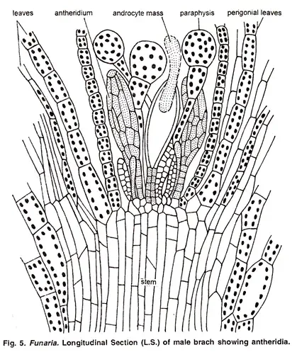 Funaria - Structure, Characteristics, Reproduction 6 Male Branch or Antheridiophore
