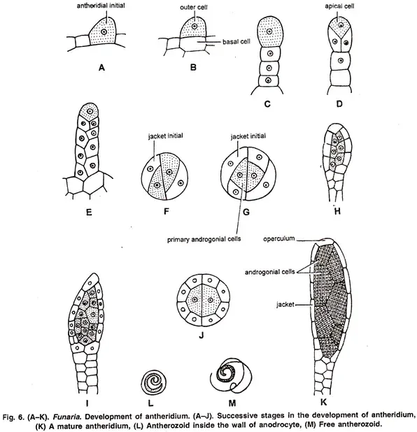 Funaria - Structure, Characteristics, Reproduction 7 Development of Antheridium