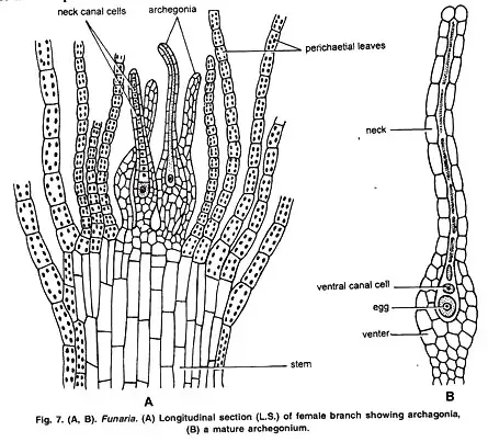 Funaria - Structure, Characteristics, Reproduction 8 Structure of an Archegonium