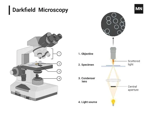 Dark-Field Microscope
