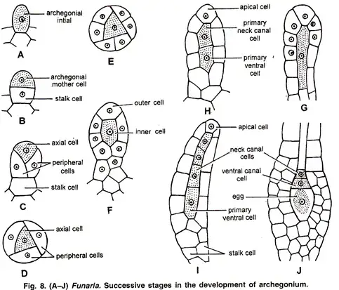 Development of Archegonium
